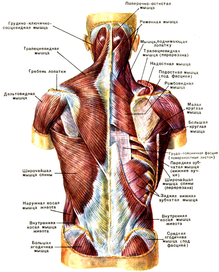 bold sąnariai ir raumenys viso kūno artrozė ir justa 3 laipsnių