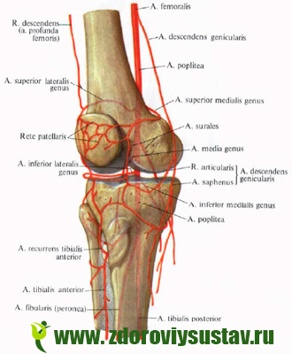 artrozė 2 laipsnių pėdų gydymui nei ramus skausmo