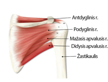 osteochondrose tepalas pagal ašmenys artrozė iš sakroiliinių sąnarių gydymo