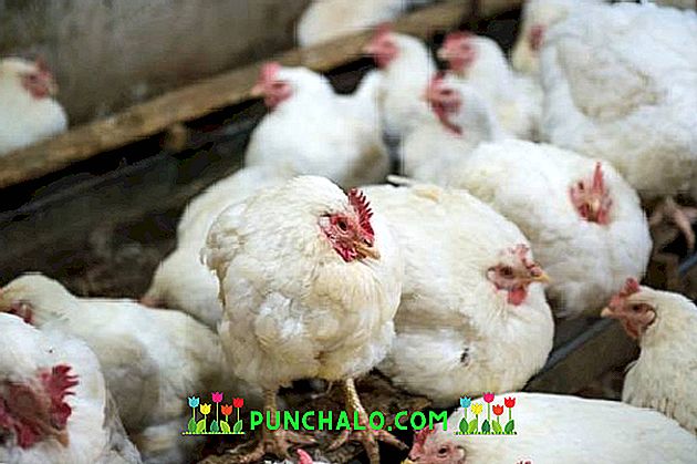 sąnarių ligomis viščiukų podagros gydymas soda