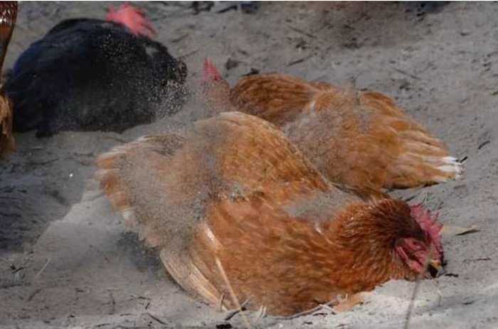 liaudies gynimo priemonės viščiukų čihuahua liga