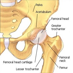 false bendra kaklo šlaunies skausmas skausmas desineje nugaros puseje apacioje