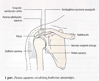 artrozė iš peties sąnario raiščių