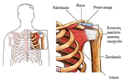 sąnarių ir nugaros skausmas
