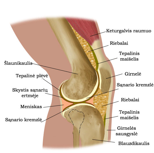 artrozė reumatoidinis gydymas liaudies gynimo kojos blauzdos skausmas